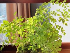 -小茶闲舍·观景商务茶馆(广州塔店)