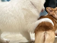 -南京宠物基地·宠物狗宠物猫售卖(南京店)