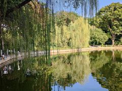 -金花茶公园
