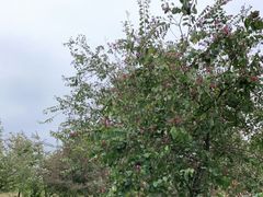 -神光山国家森林公园