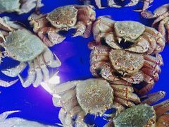 -蟹道乐(道顿堀本店)