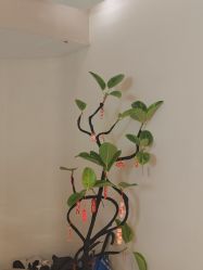 -KONSISTANT科思坦汀问题肌·科技美肤