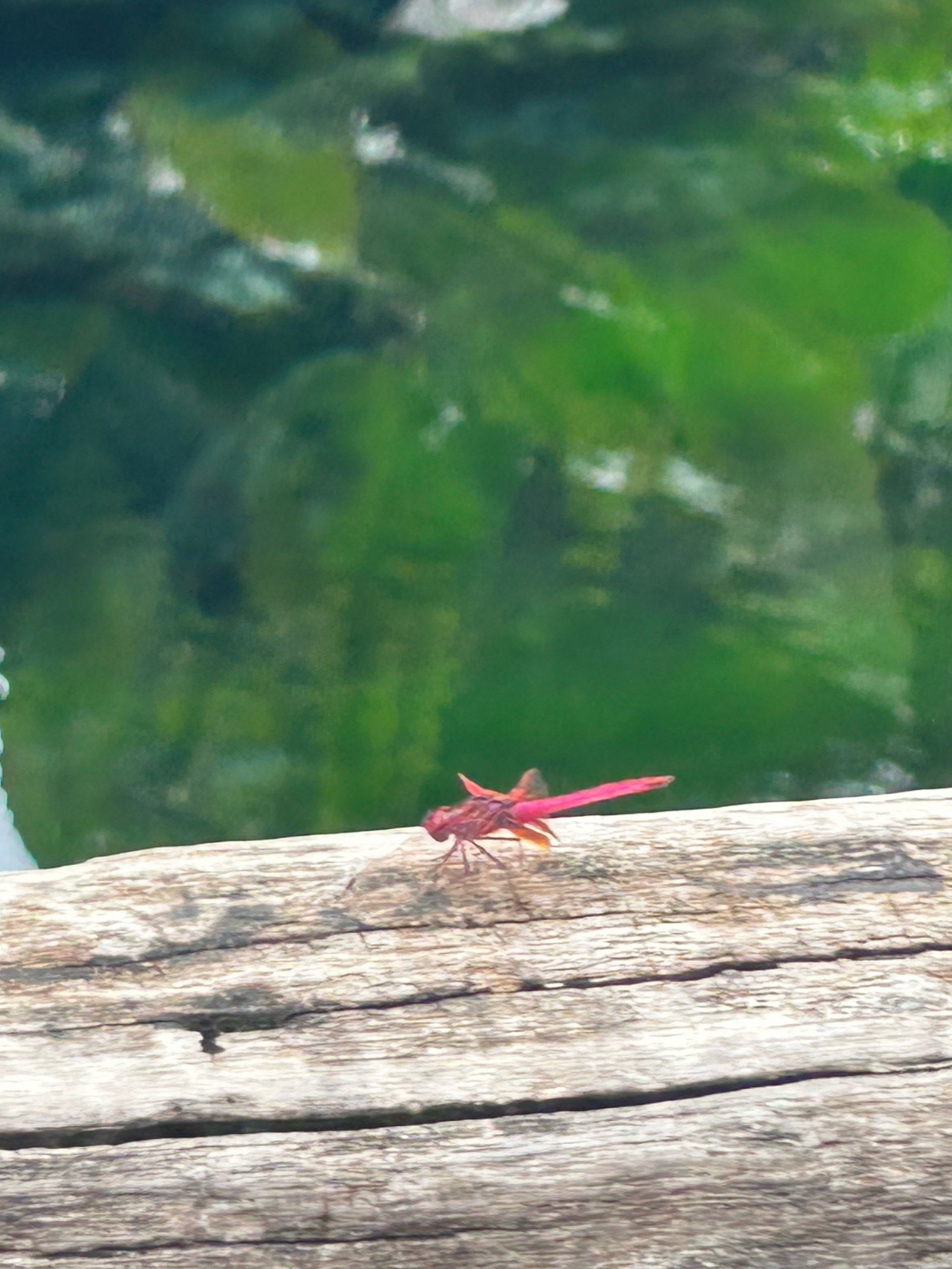 红色的蜻蜓你见过嘛