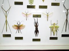 -上海昆虫博物馆