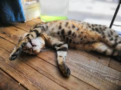 -吉丁鸟咖·异宠·寄养