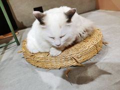 -猫儿山۰猫主题餐厅