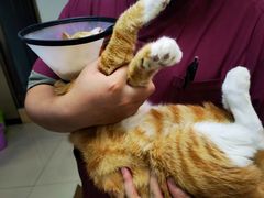 -安安宠医·臻爱宠物医院(簇锦北路分院)