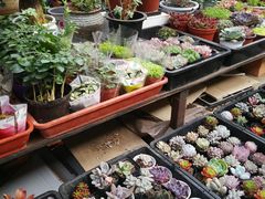 -秦美花卉(天朗·莱茵小城2期店)