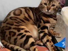 -猫十亿·布偶金渐层·曼基康矮脚猫舍(青年路店)