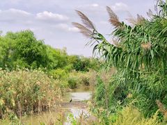 -盐城丹顶鹤湿地生态旅游区
