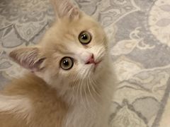 -lincat·猫舍(广州店)