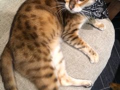 -猫色咖啡·猫咖