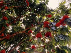 -中国科学院西双版纳热带植物园