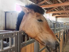 -北京群众马术培训基地