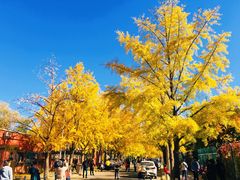 -三里屯东五街银杏大道