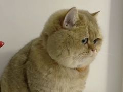 -Bastet sally猫舍购宠(静安店)