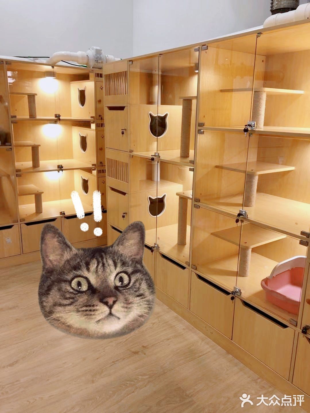 专业洗护，猫咪乖乖不乱叫[调皮]