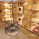 专业洗护，猫咪乖乖不乱叫[调皮]