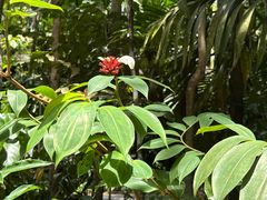 -武吉知马自然保护区