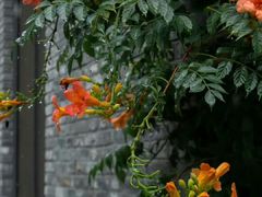 -南京民俗博物馆(甘熙故居)