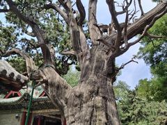 -晋祠公园