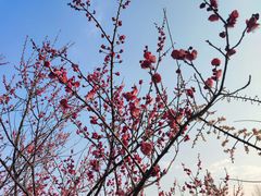 -白塘生态植物园