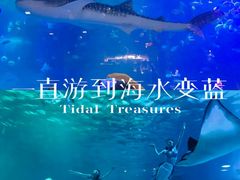 -烟台海昌鲸鲨海洋公园