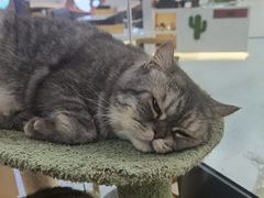 -喵园·猫主题咖啡厅·撸猫·猫咖(国贸店)