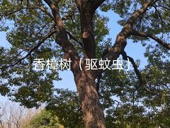 -枫桥夜泊