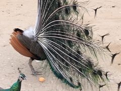 -祥源·阜阳生态乐园