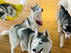 -Husky Go! 哈士奇体验馆·宠物咖啡厅狗咖