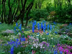 -上海共青森林公园