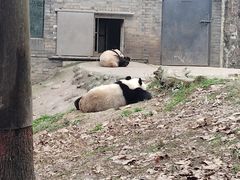 -都江堰中华大熊猫苑