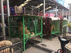 -中环花鸟鱼虫市场