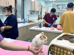 -北京观赏动物医院·24小时大型综合·猫专科·异宠专科