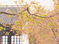 -莫愁湖公园