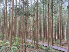 -姑婆山旅游区