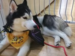 -Husky Go! 哈士奇体验馆·宠物咖啡厅狗咖