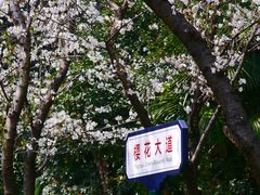 -武汉大学-樱园