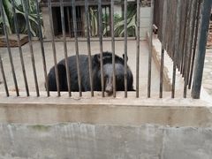 -保定市动物园