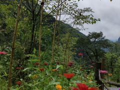 -武陵山森林公园