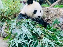 -都江堰中华大熊猫苑