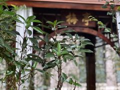 -中和·国风茶馆(愚园路店)