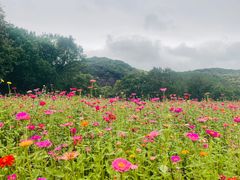-上海佘山国家森林公园天马山园