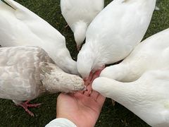 -长白岛森林公园