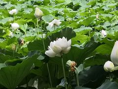 -莲花池公园