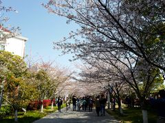 -高东镇樱花园