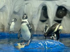 -太平洋海底世界