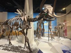 -国家自然博物馆