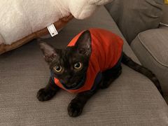 -momokira米努特·德文卷毛猫·棉花面纱犬
